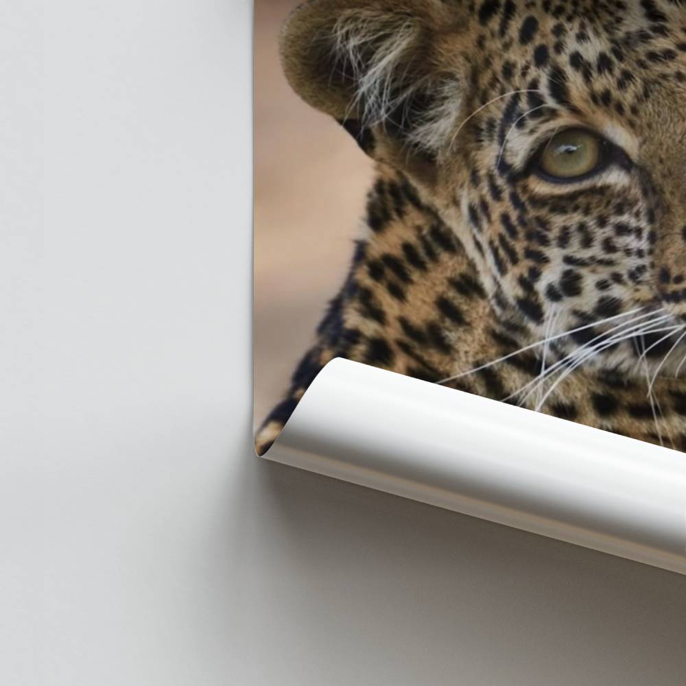 Explosión de leopardo Póster