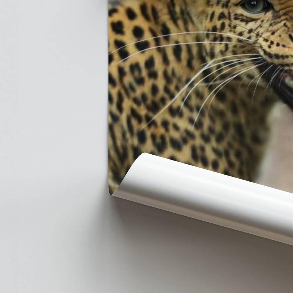 Rugido de leopardo Póster