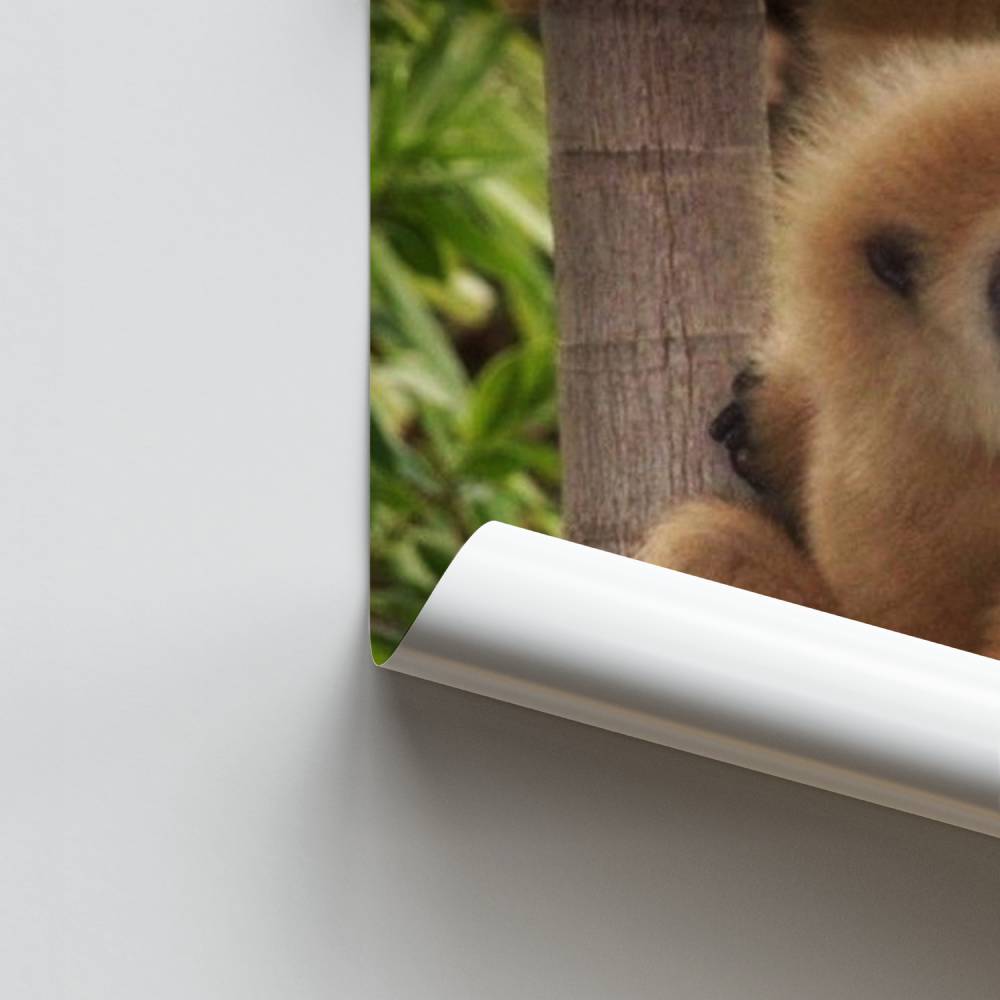 Selva de gibones Póster