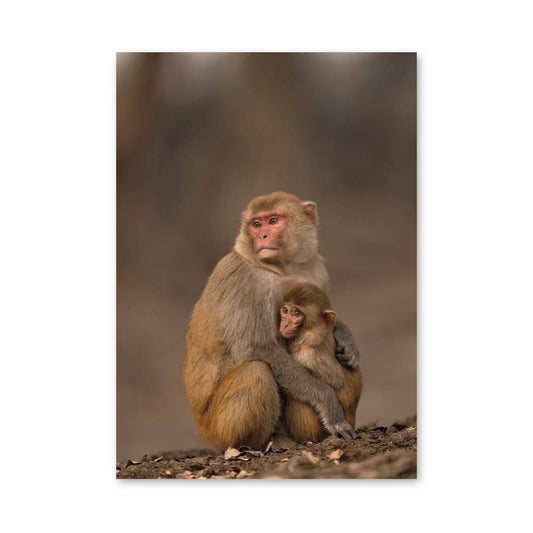 Poster Douceur Primate