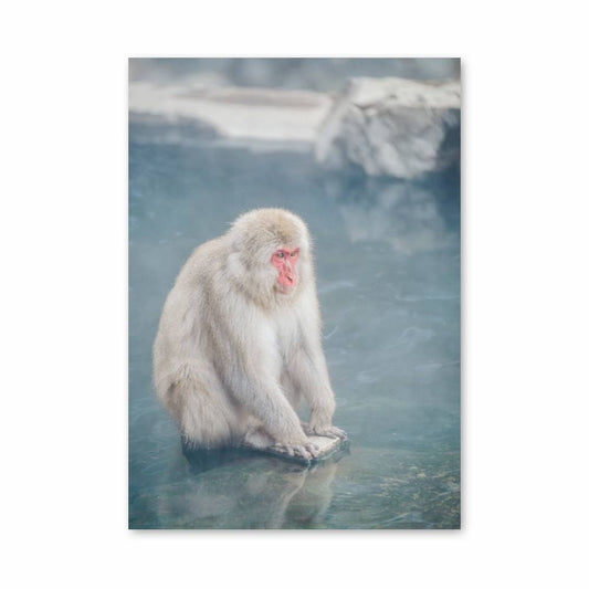 Poster Singe des Neiges Sérénité