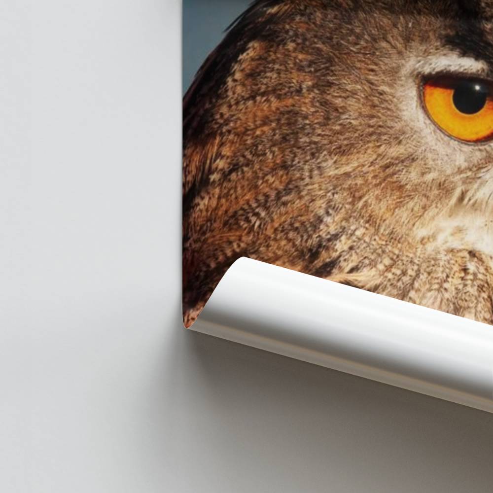 Póster La mirada del búho