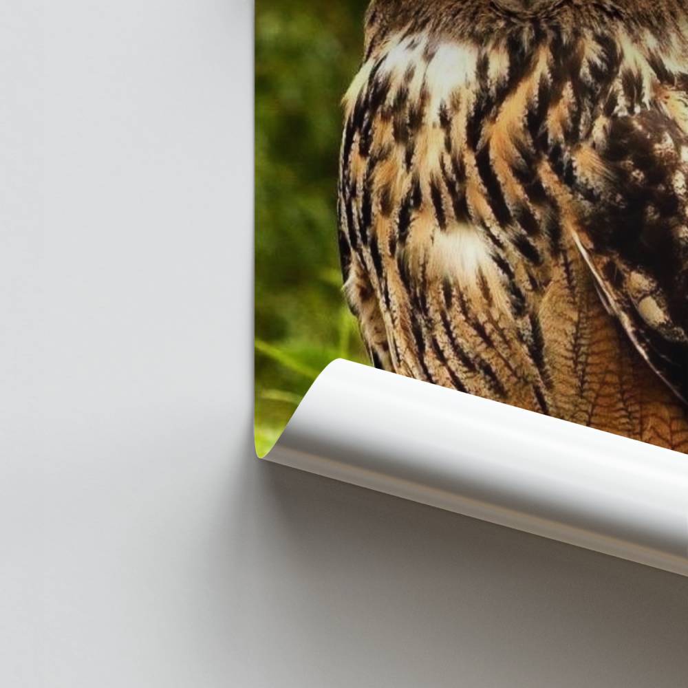 Póster Majestad Búho