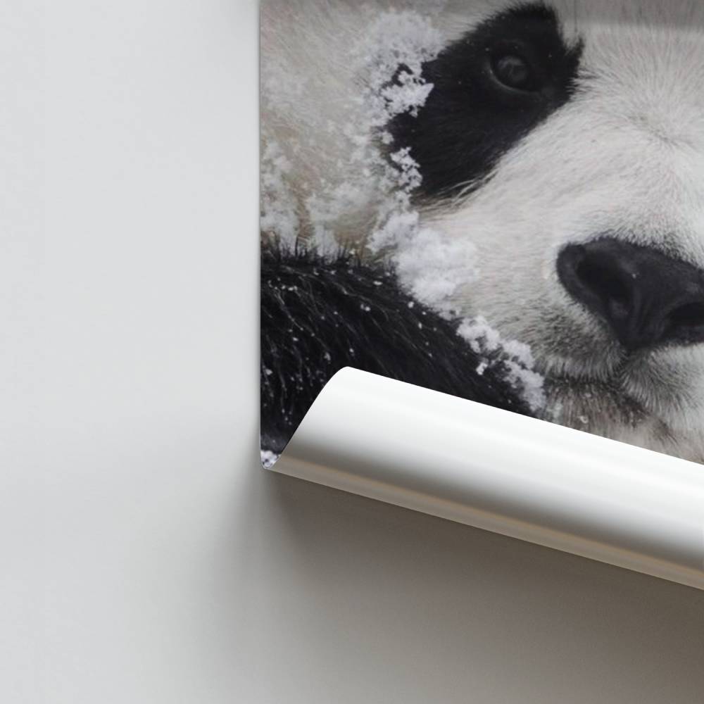 Panda de nieve Póster
