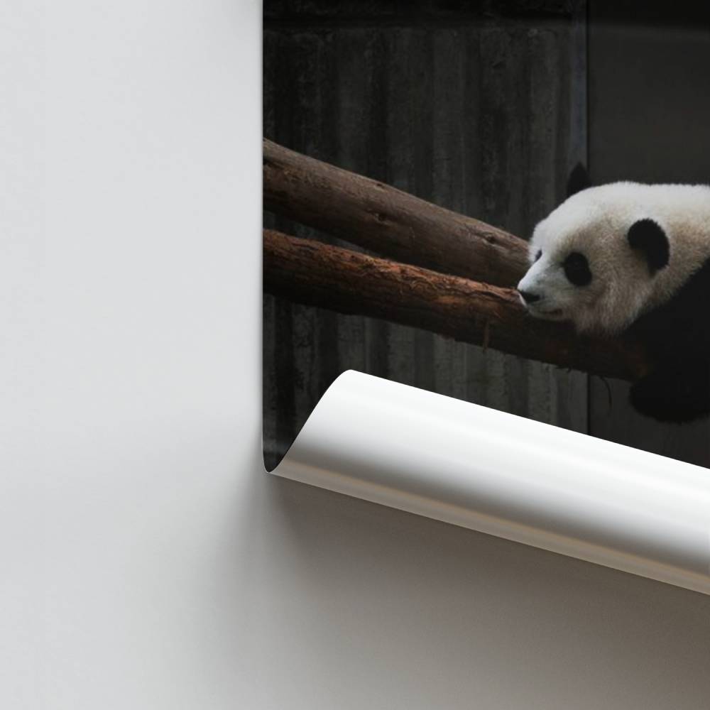 Panda soñando Póster