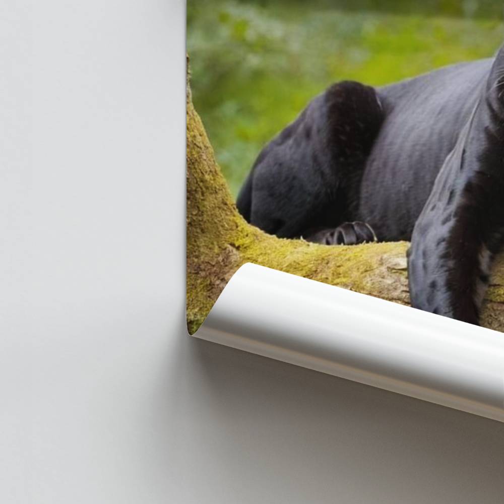 Pantera elegante Póster