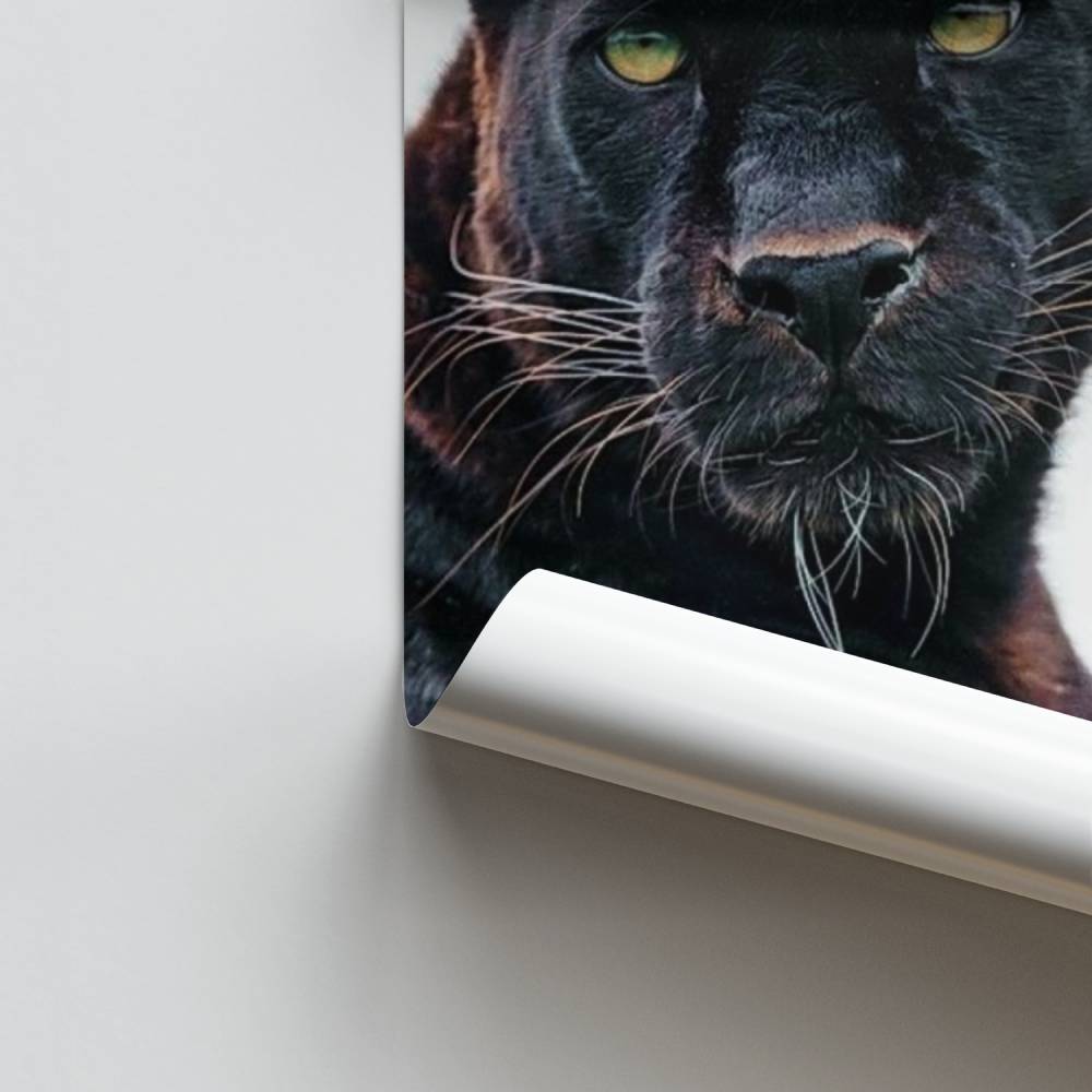 Majestad nocturna Póster