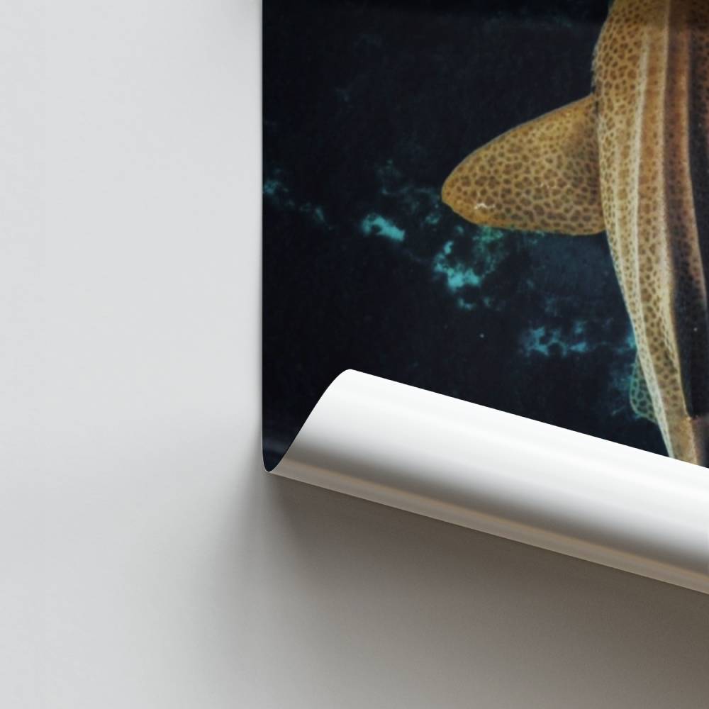 Póster Tiburón Zenitud