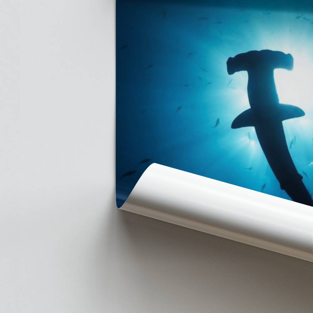 Tiburón martillo Póster