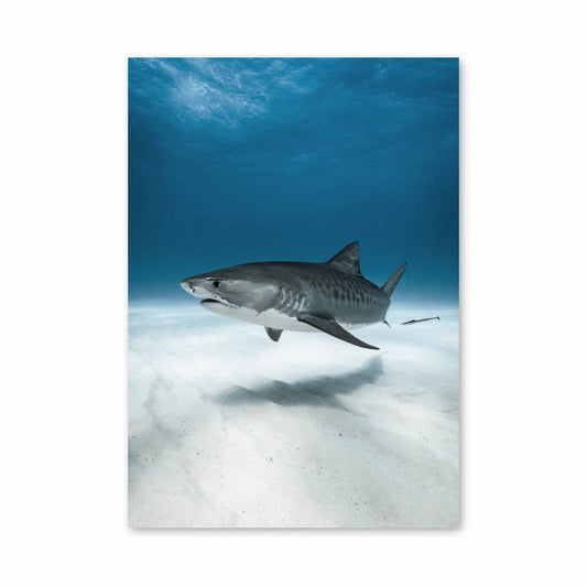 Poster Requin Majestueux