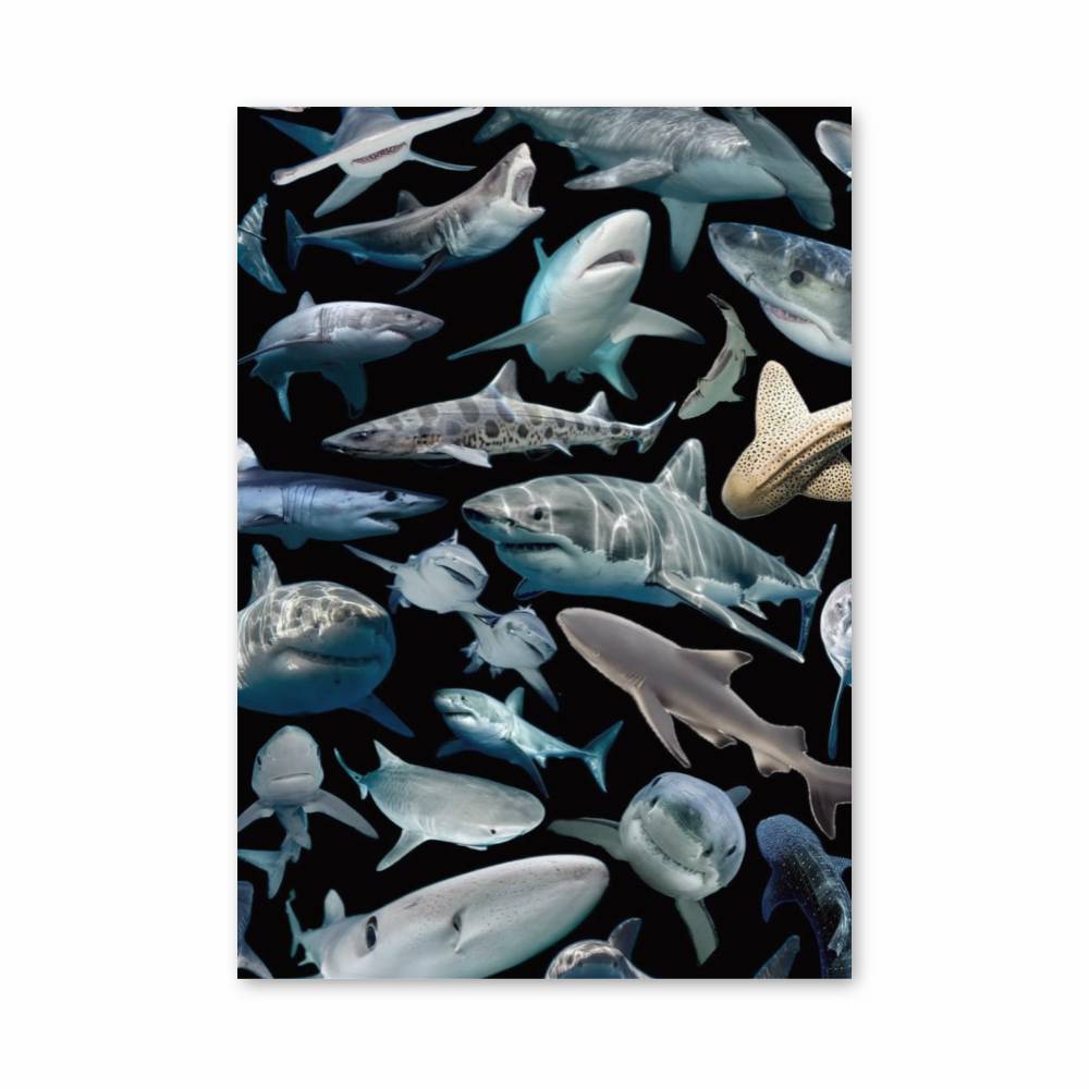 Poster Requins Arc-en-Ciel