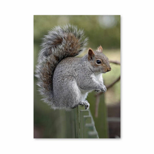 Poster Écureuil Surpris