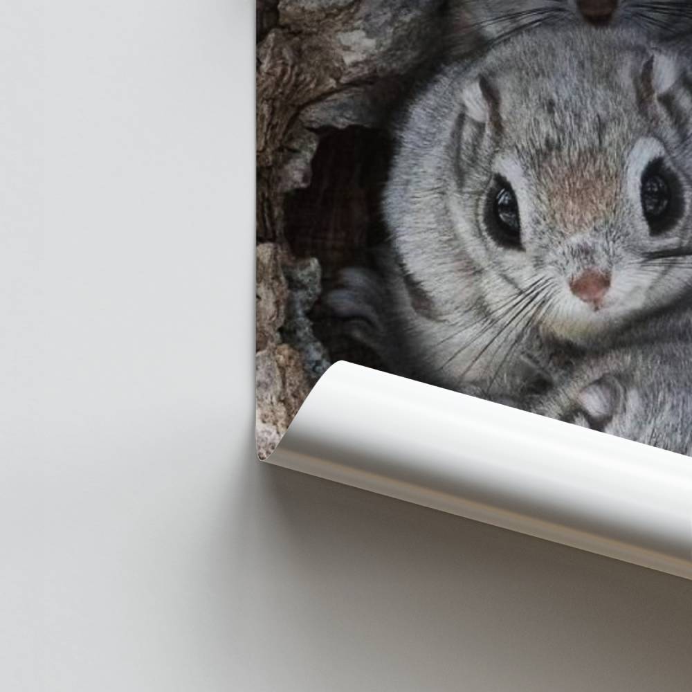 Trío de ardillas Póster