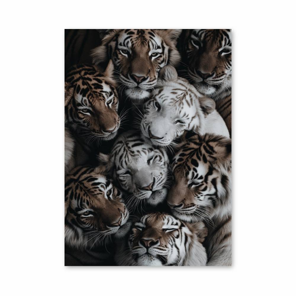 Poster Royaumes des Tigres