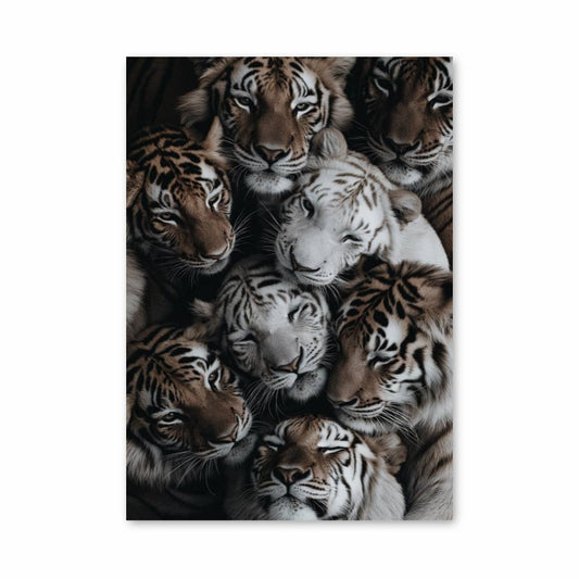 Poster Royaumes des Tigres
