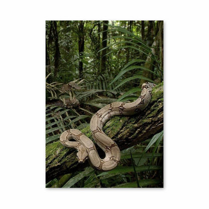 Poster Python Jungle