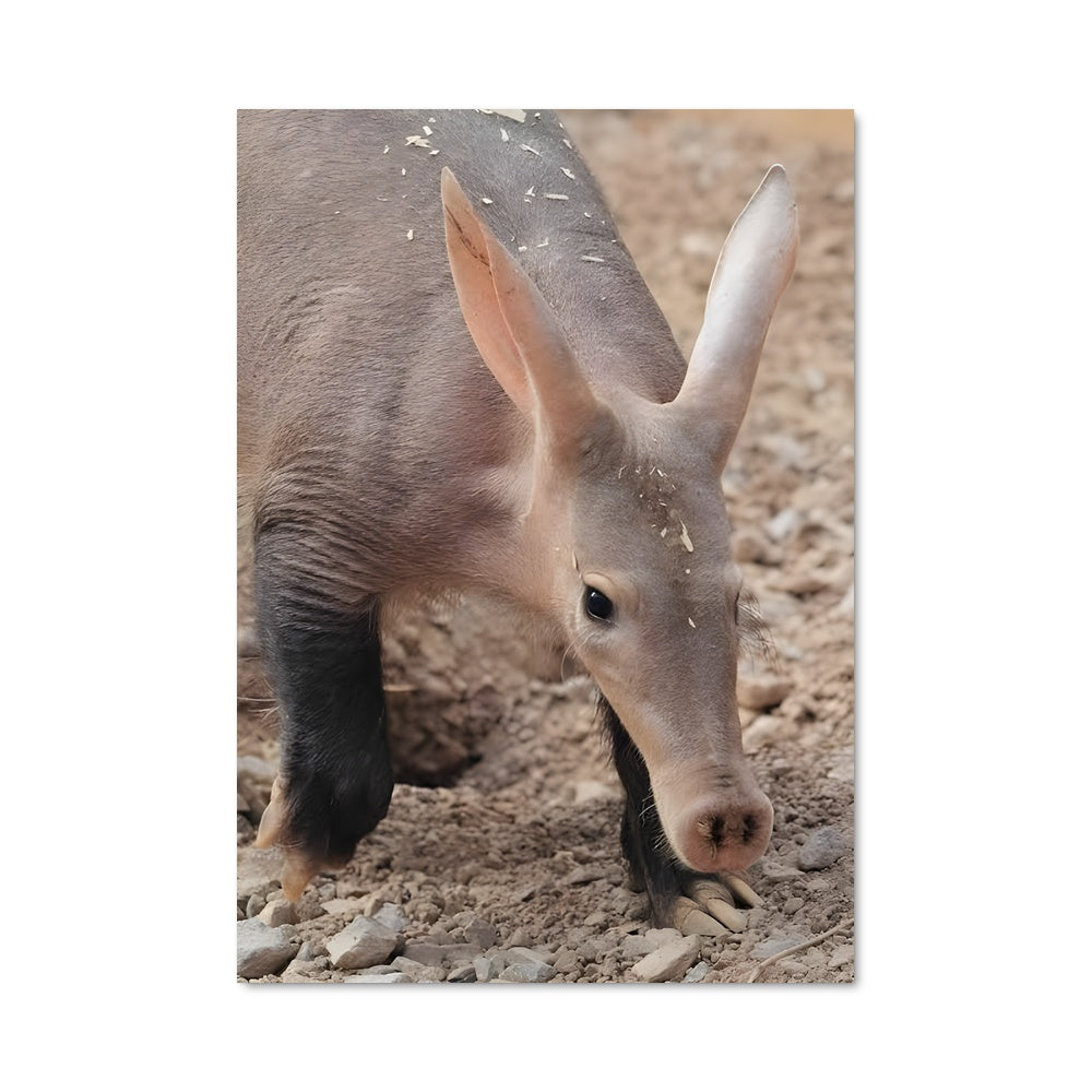 Poster Aardvark Explorateur