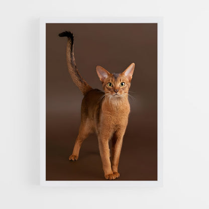 ap-abyssinian-2 cadre Blanc