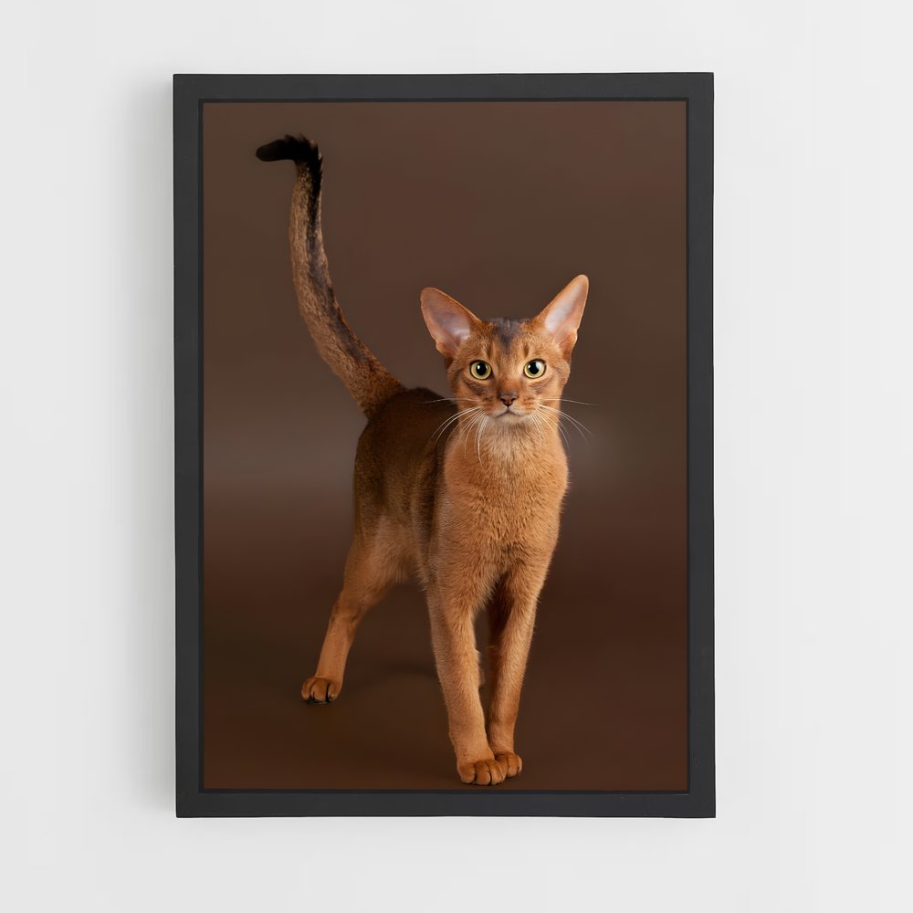 ap-abyssinian-2 cadre Noir