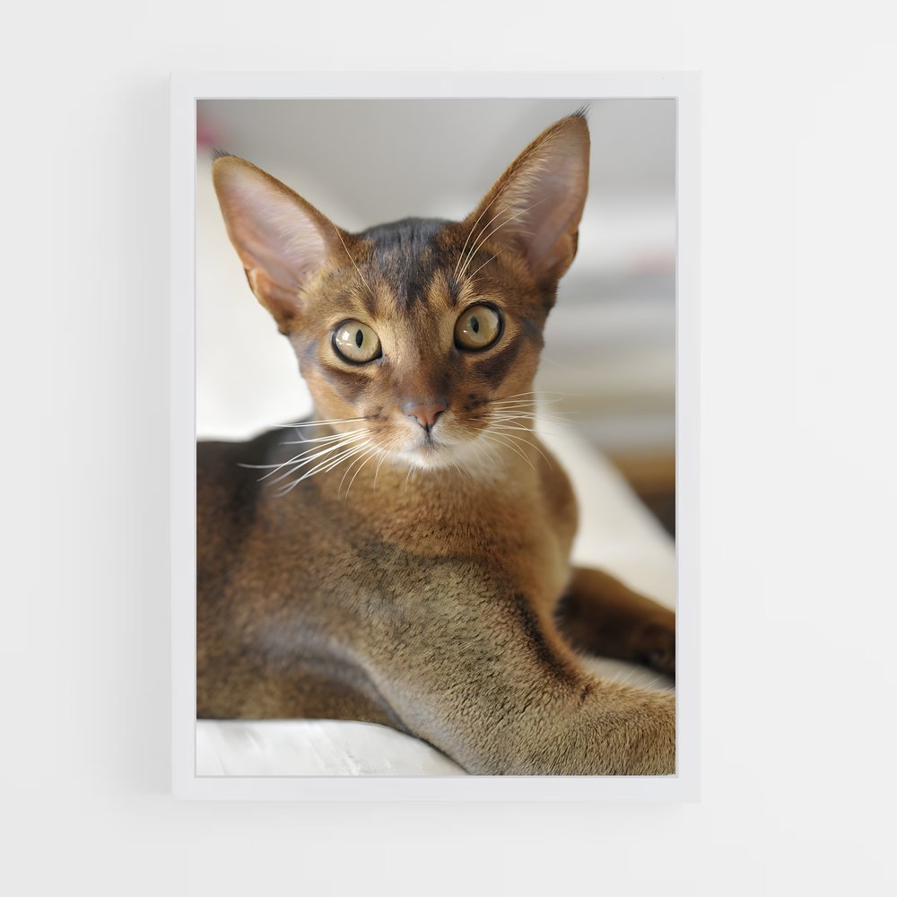 ap-abyssinian-3 cadre Blanc