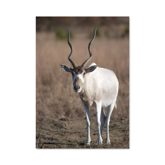 Poster La Chèvre Majestueuse