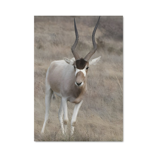 Poster La Vie en Herbe