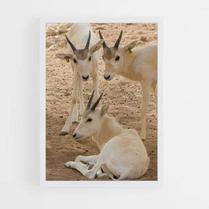 ap-addax-6 cadre Blanc