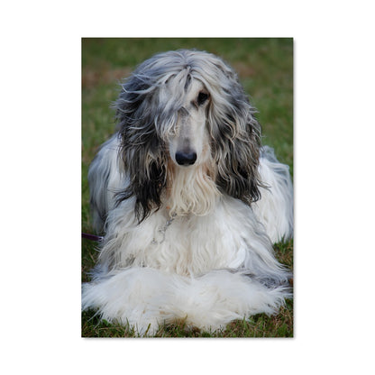 Poster Afghan hound 84869