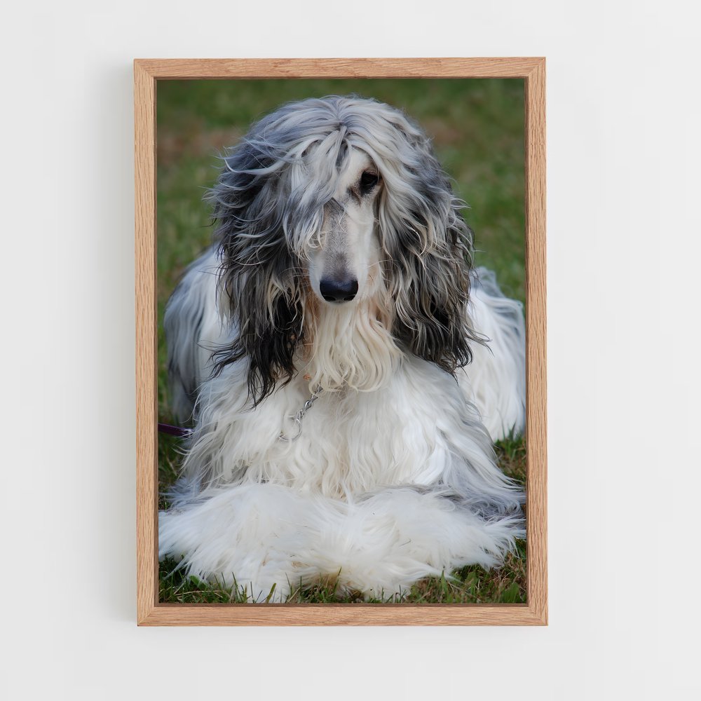 ap-afghan hound-2 cadre Bois clair