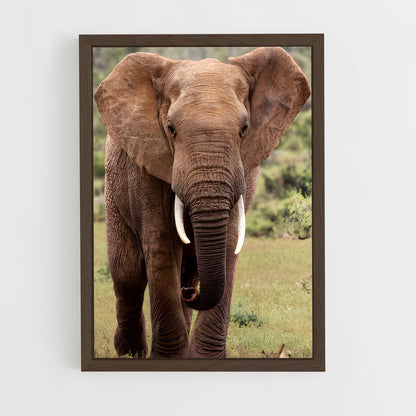 ap-african elephant-1 cadre Bois foncé