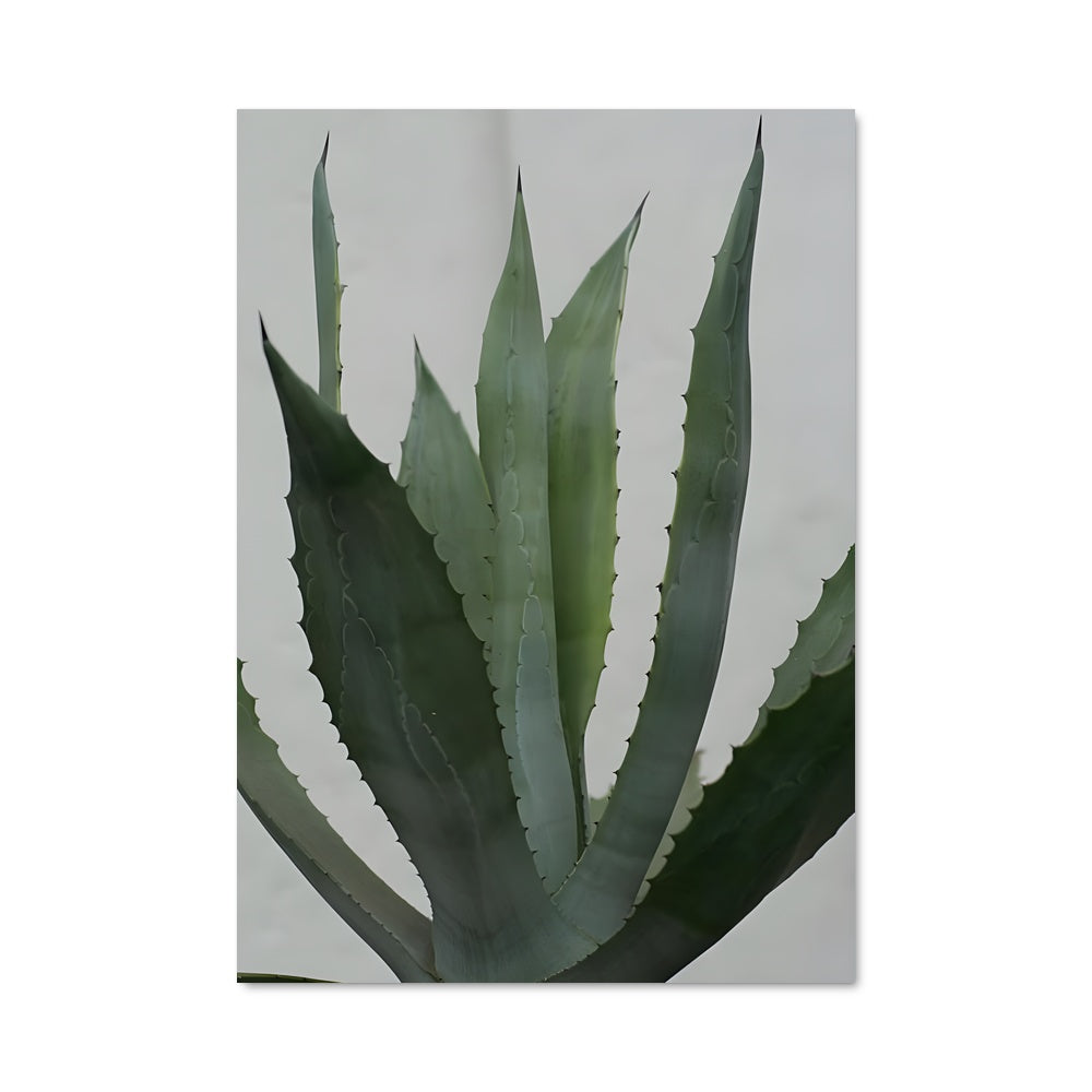 Poster Agave Émeraude