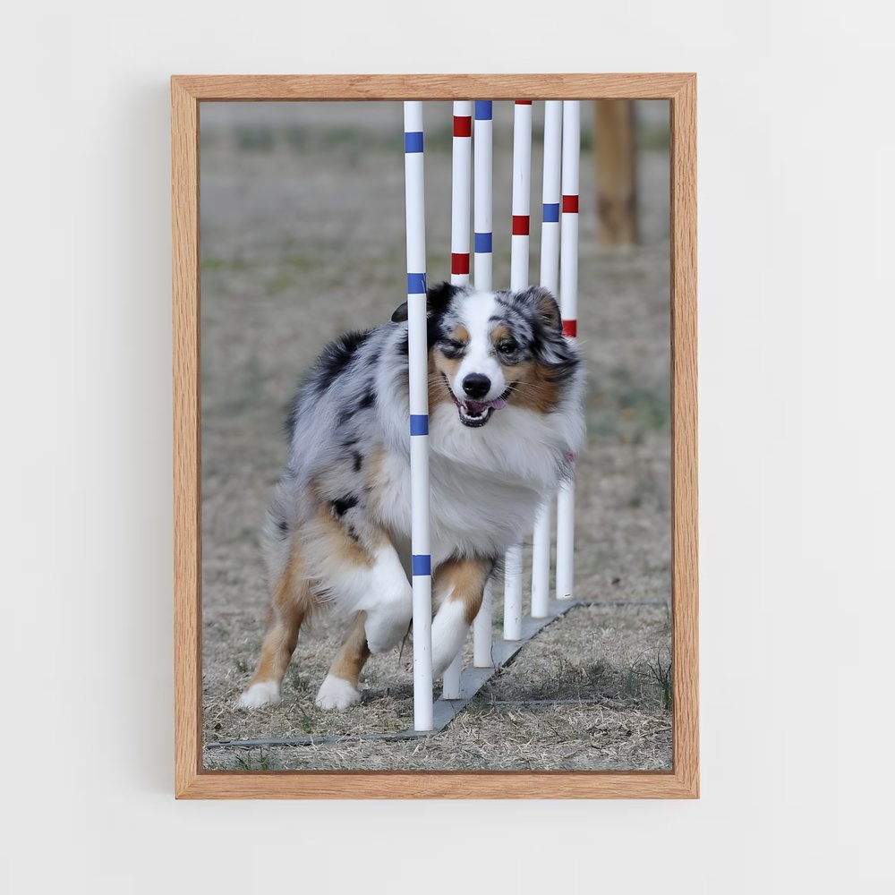 ap-agility world championships-1 cadre Bois clair