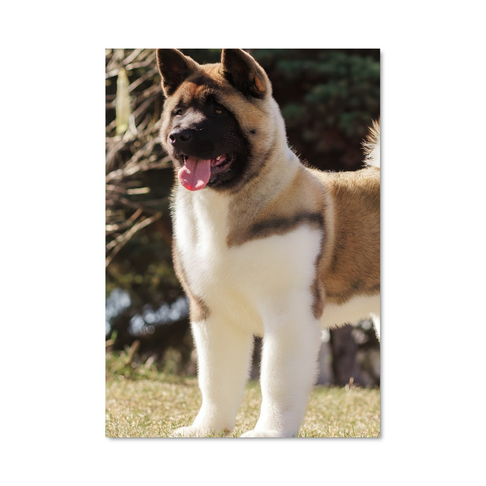 Poster Akita en Folie