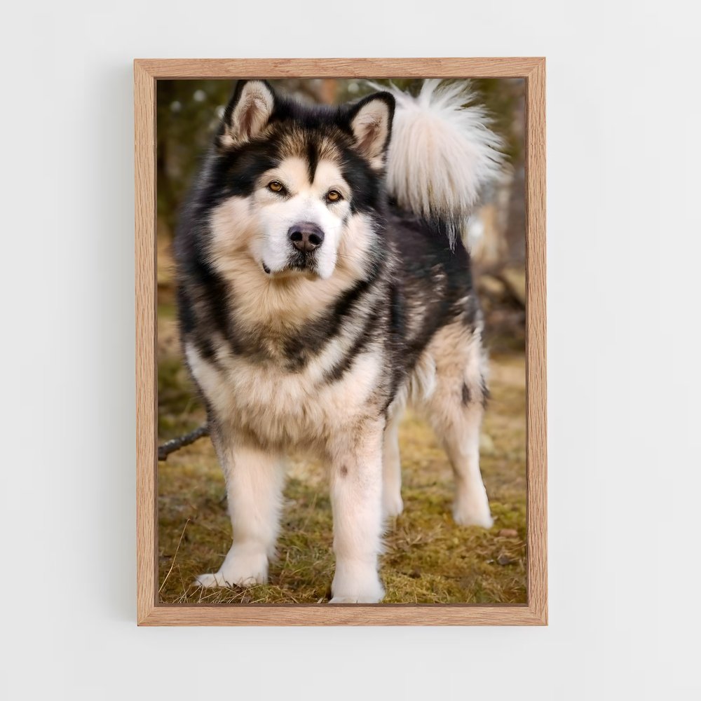 ap-alaskan malamute-1 cadre Bois clair