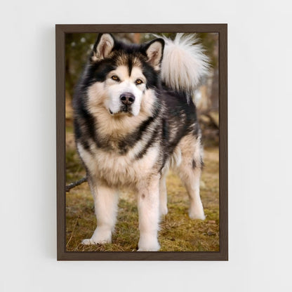 ap-alaskan malamute-1 cadre Bois foncé