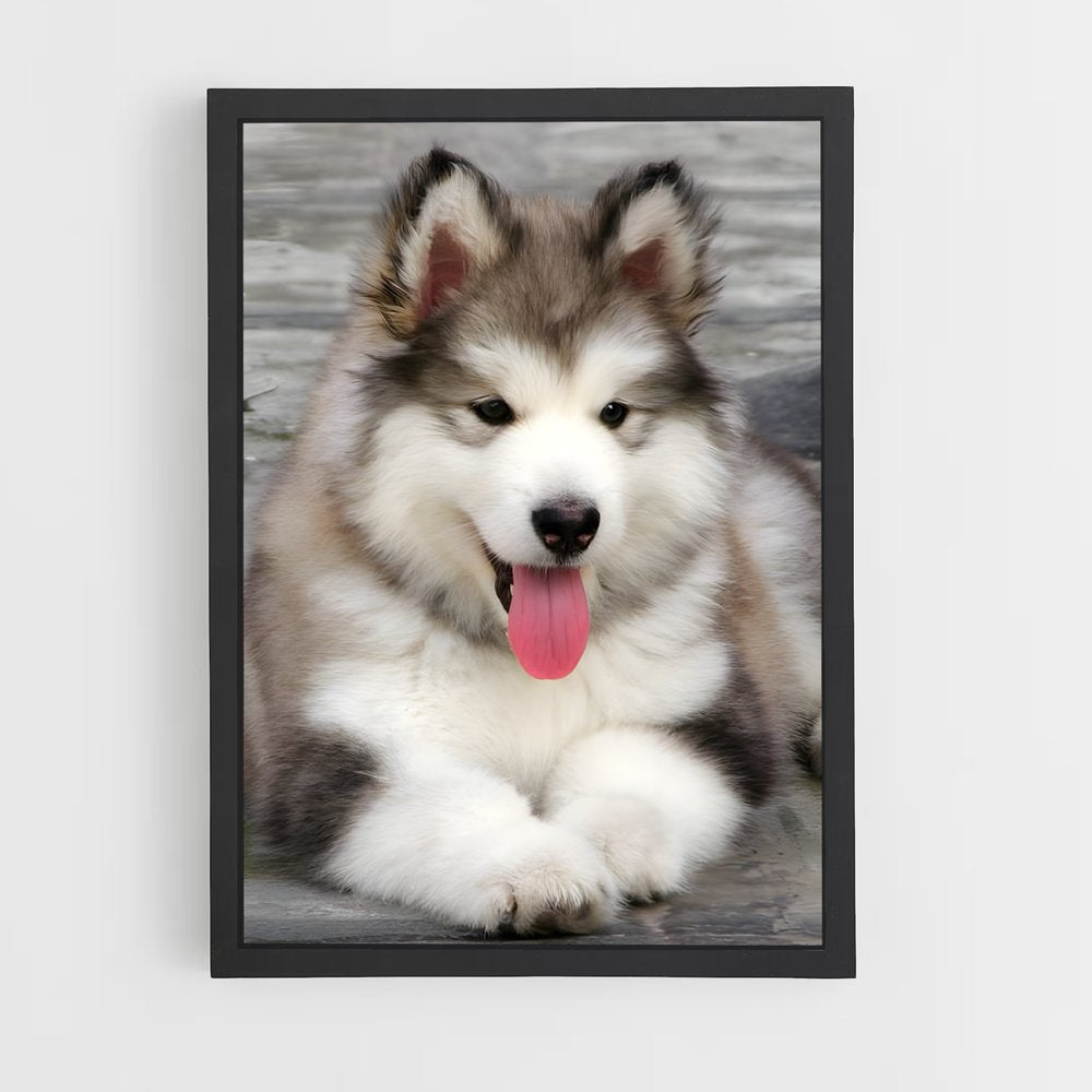 ap-alaskan malamute-2 cadre Noir