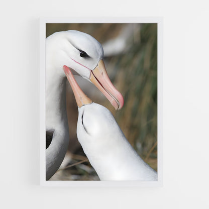 ap-albatross-6 cadre Blanc