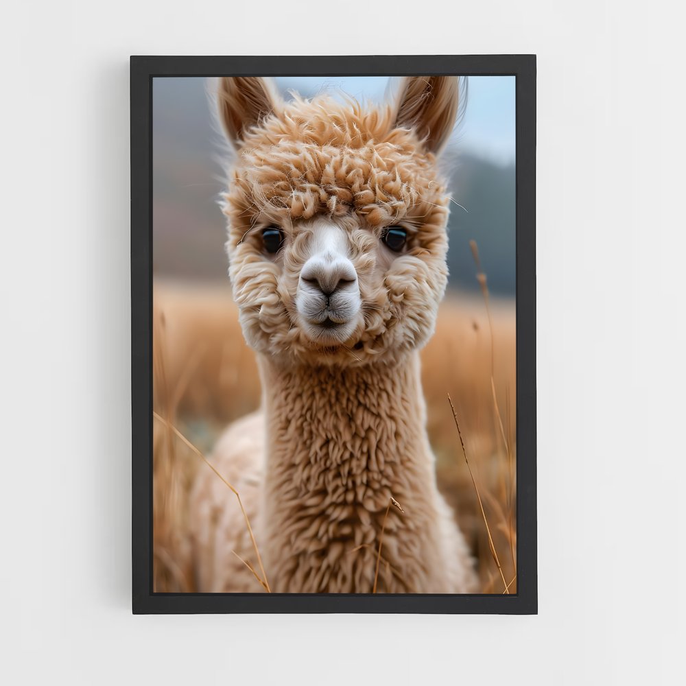 ap-alpaca-2 cadre Noir