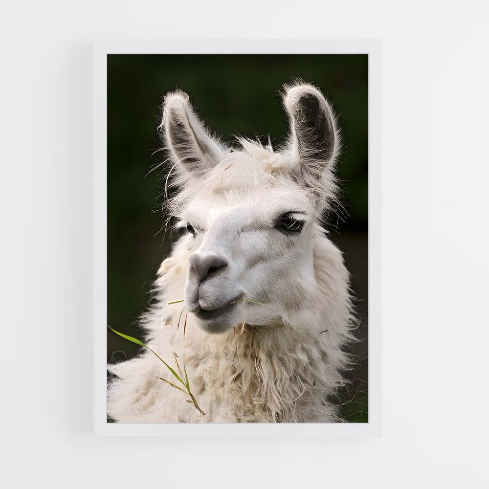 ap-alpaca-5 cadre Blanc