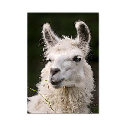Poster Alpaca Chill