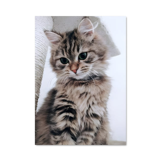 Poster Fluffy Majesty