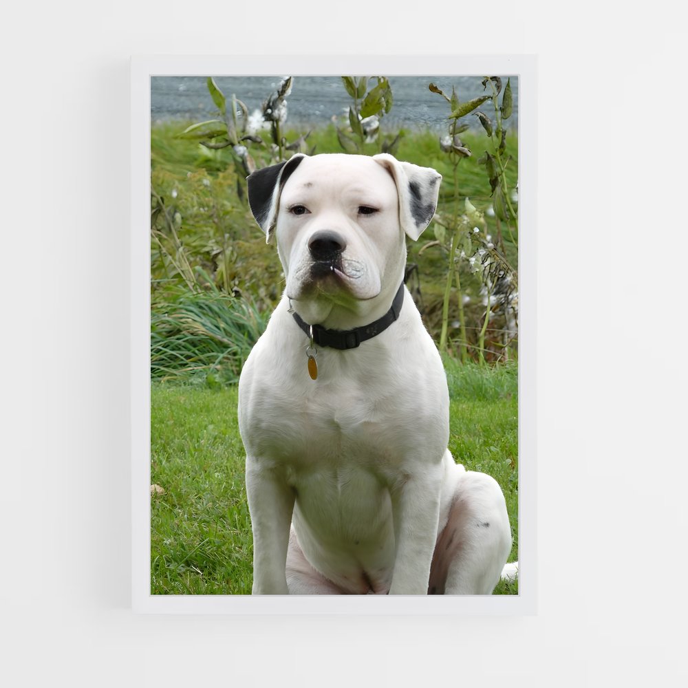 ap-american bulldog-1 cadre Blanc