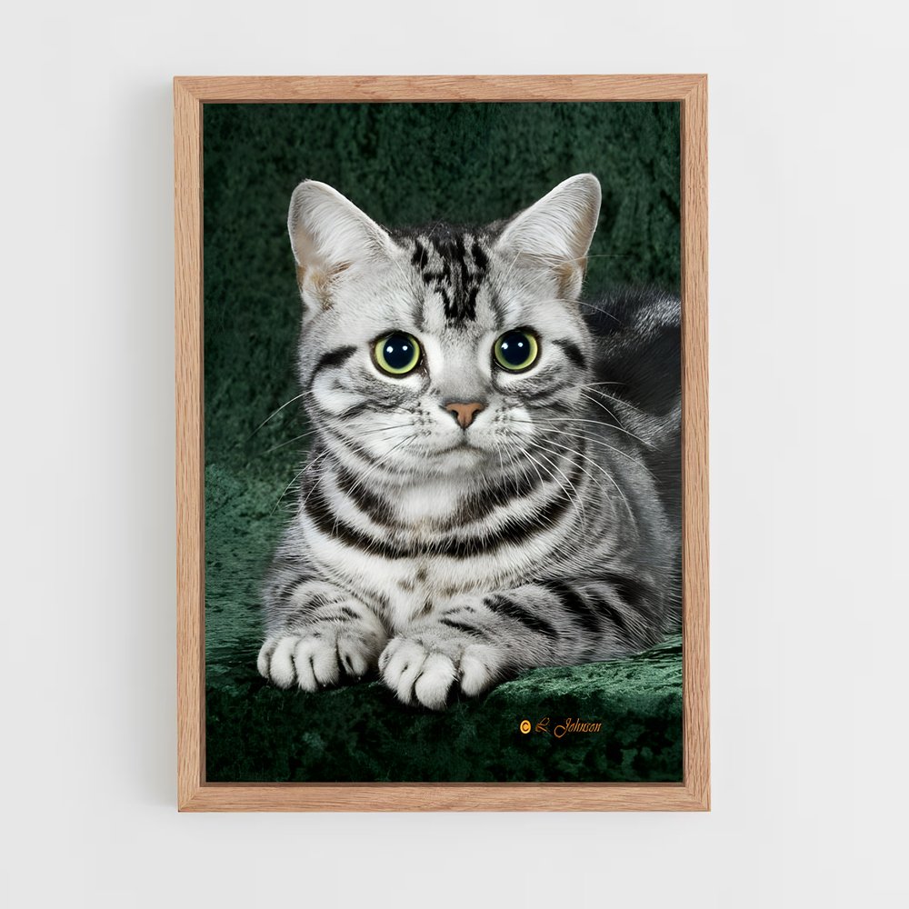 ap-american shorthair-1 cadre Bois clair