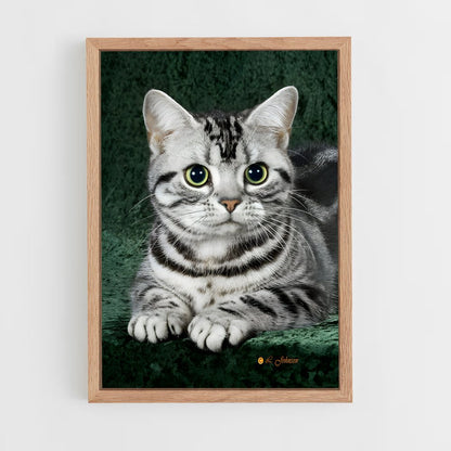 ap-american shorthair-1 cadre Bois clair