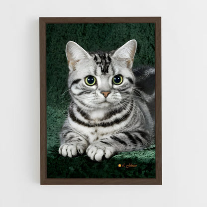 ap-american shorthair-1 cadre Bois foncé