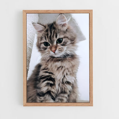 ap-american shorthair-2 cadre Bois clair