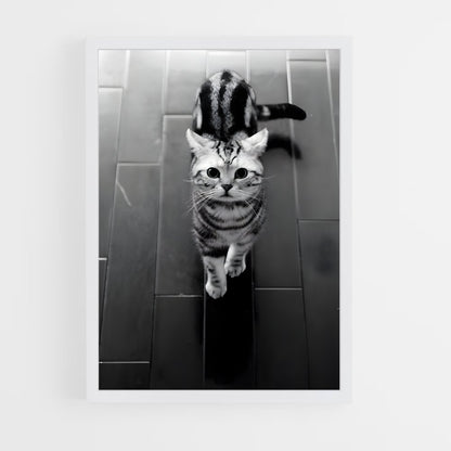 ap-american shorthair-3 cadre Blanc