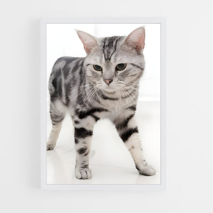 ap-american shorthair-4 cadre Blanc