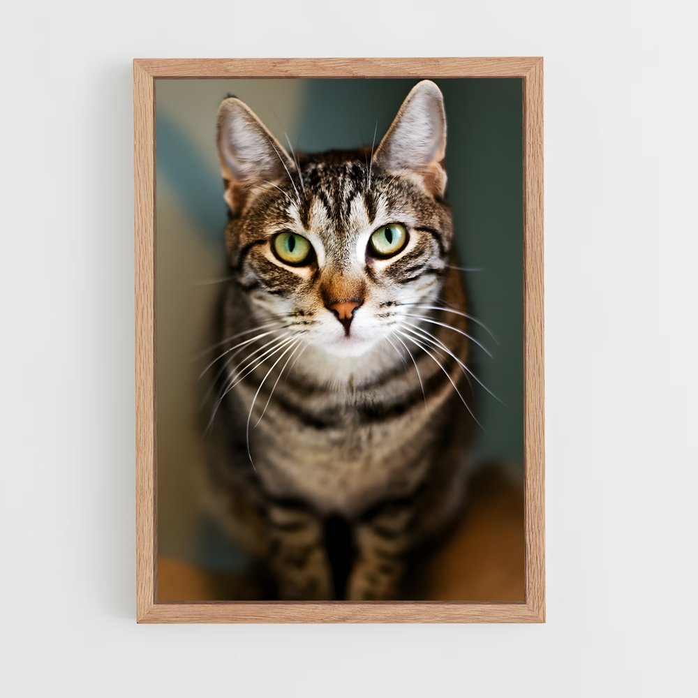 ap-american shorthair-5 cadre Bois clair