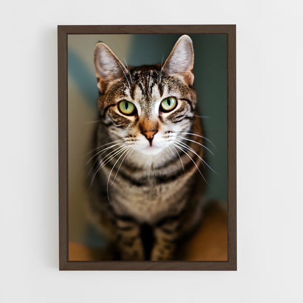 ap-american shorthair-5 cadre Bois foncé